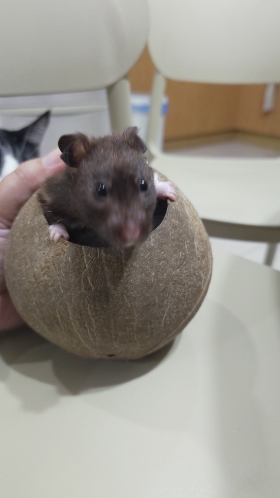 倉鼠從椰殼小屋探出頭的日常
