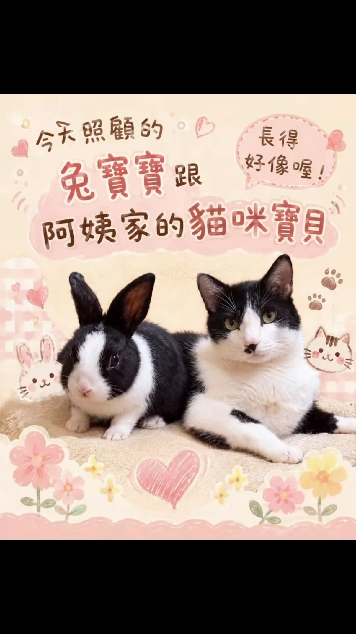 暖透啦照顧兔子與貓咪的日常紀錄